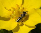 Perdita or Calliopsis