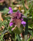 Rdplister, (Lamium purpureum)