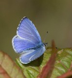 Tosteblvinge, (Celastrina argiolus), male