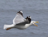 Herring Gull, adult