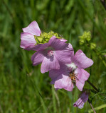 Myskmalva, (Malva moschata)