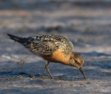 Red Knot, adult male, breeding