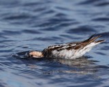 Red-necked Phalarope, adult, started molting