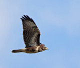 Common Buzzard, juvenile