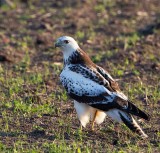 Common Buzzard, juv. pale morf, (Brringevrk)