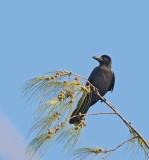 Large-billed Crow