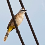 Yellow-vented Bulbyl