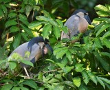 Boat-billed Heron, (bad stomach?)