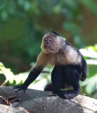 Panamanian White-throated Capuchin, The Old Man