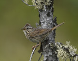 Bruants et juncos