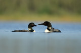 Canards et autres aquatique