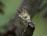 Oiseaux Divers