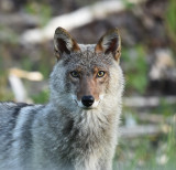 Animaux sauvages