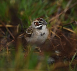 Oiseaux rares pour l'Abitibi
