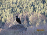 Coleford Reserve, White-necked Raven