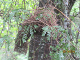 Masked Weaver nest