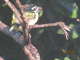 Yellow-Rumped Tinkerbird