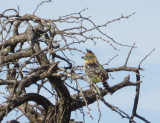 Crested Barbet