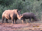 White Rhino and baby