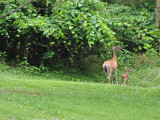 Wildlife