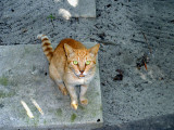 This guy showed up within minutes of getting to the cottage. I thought he looked like a Fred, so his name stuck. He was with me the whole time. He got some necessary vet care and some good food. I got a promise from the folks who own the place that they'll take care of him; I'm hoping for the best.