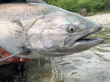 Chinook Face