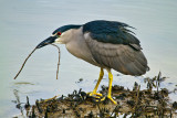 BLACK CROWNED NIGHT HERON_1376.jpg