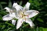 WHITE ASIATIC LILY AND LIZARD-1714.jpg