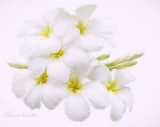 PLUMERIA-5989-.jpg