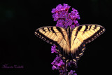 SWALLOWTAIL_5755.jpg