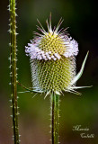 THISTLE POD_5872.jpg