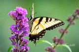 SWALLOWTAIL 1960.jpg