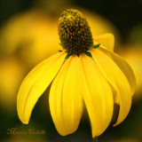 RUDBEKIA_2554.jpg