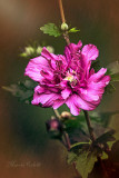 ROSE OF SHARON 1967.jpg
