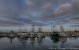 Early Morning Tuna Harbor