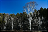 Early spring birches.