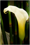 Calla lily:  lighting exercise 2.
