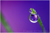 Morning glory dew 2.