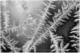 Early season fractal ice.