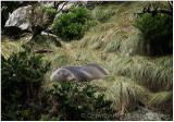 Fur seal, Milford Sound.