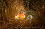 Pink skunk anemonefish.