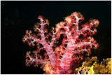 Soft coral.