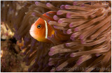 Pink skunk anemonefish.