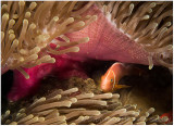 Under the anemone.
