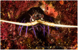 Juvenile painted spiny lobster.