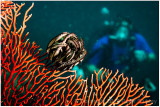 And another crinoid on a sea fan.