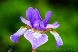 Rainy day iris.
