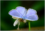 Common blue (Polyommatus icarus).
