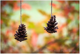 Hanging pine cones.