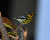 Cape May Warbler, Male